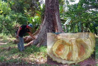 Melongok Kebun Durian Pusaka di Desa Senderak Pulau Seberang 