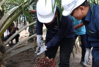 Petani Sawit Dayun Sumringah Kebun Program PSR Panen Perdana