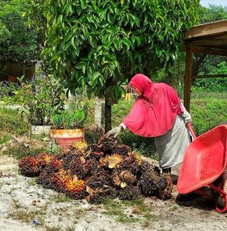 Alhamdulillah, Harga TBS Sawit Plasma Semua Kelompok Umur Naik di Riau