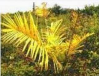 Daun Sawit Menguning, Ini Penjelasan Ahli