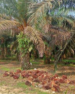 Potensi Sangat Prospek, Ini Luasan Perkebunan Kelapa Sawit di Madina