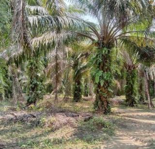 PSR di OKI, Target Seluas 8 Ribu Hektar Sudah Verifikasi 4 Ribu Hektar Sisanya Proses