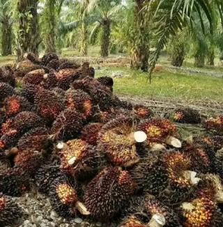 DBH Perkebunan Kelapa Sawit Provinsi Riau Sudah Cair Rp83 Miliar Lebih