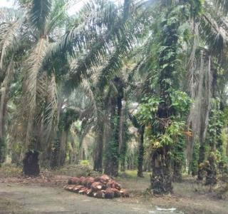 Harga CPO Turun Bikin TBS Sawit Petani Mitra Swadaya Turun Pekan Ini di Riau