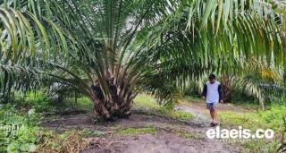Manfaatkan Program Sarpras, Empat Lembaga Pekebun di Riau Minta Pupuk Gratis ke BPDPKS
