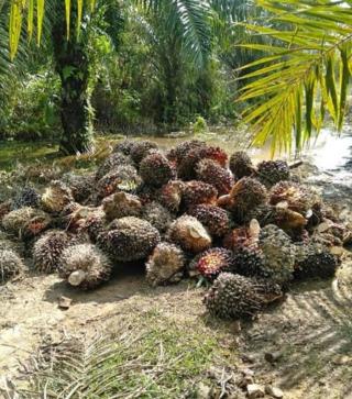 Harga TBS Sawit Swadaya di Duri Dibeli di Bawah Harga Penetapan Disbun Riau