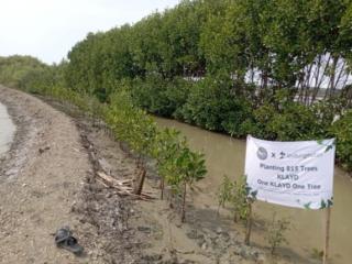 KLAYD Tanam 815 Mangrove Dukung Pelestarian Lingkungan di Kawasan Hutan Mangrove Ambulu