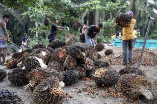 31,75 Persen Lapangan Kerja di Riau di Sektor Pertanian