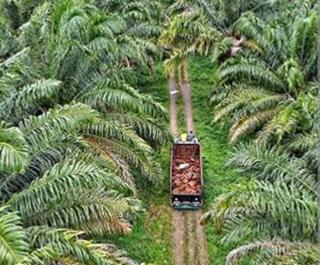 Dukung Presiden RI, Anggota Dewan Sebut Sawit Lebih Banyak Manfaat Dari Mudaratnya