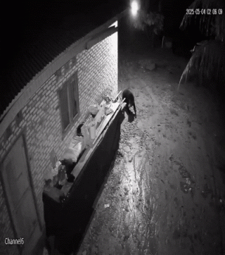 Beruang Madu Teror Masyarakat Dua Kelurahan di Duri