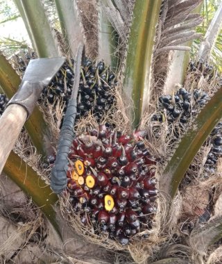 Mentan RI Datang, Dharmasraya Kurangi Ketergantungan pada Sawit Genjot Perkebunan Kopi