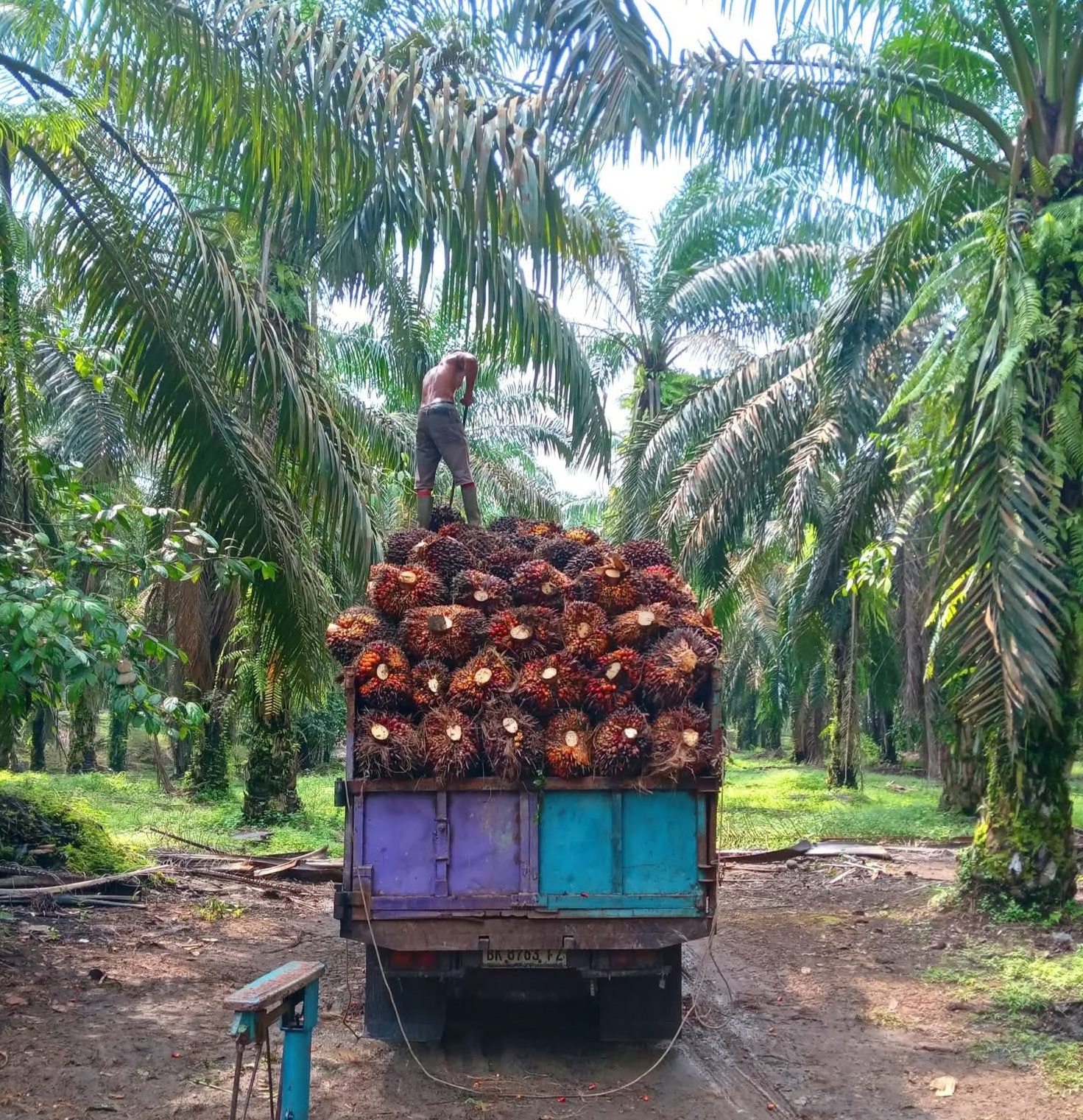 Nilai Ekspor CPO RI Naik 42,88 Persen hingga Agustus 2025, Ini Kata GAPKI