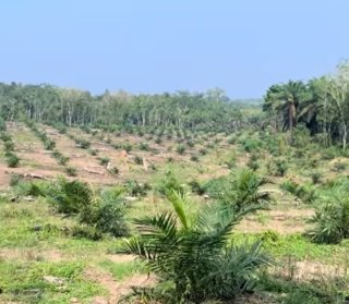 Harga CPO Berulah Bikin Harga TBS Sawit Mitra Plasma Umur 9 Tahun Tertekan Periode Ini