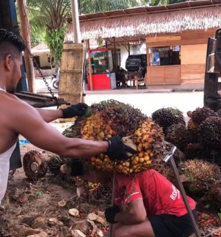 Bila Program B50 Dijalankan 2026, Dorab Mistry Prediksi Harga CPO Bisa Tembus MYR 5.000 per Ton