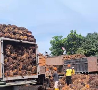 Cangkang Dibeli Rp23,06 per Kg dan TBS Sawit Mitra Swadaya Dihargai Rp3.698,50 per Kg di Riau