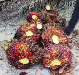 CPO dan TBS Sawit Mitra Plasama Kompak Naik Pekan Ini di Riau, Ini Harganya per Kilogram