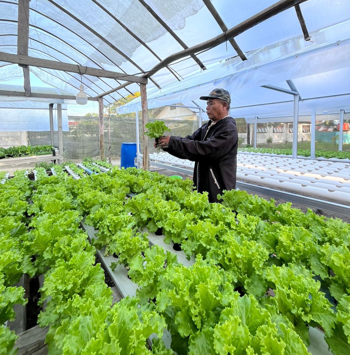 Kebun Hidroponik Pram di Atas lahan 200 Meter Ide Kreatif Pak Kadus Raup Cuan Topang Ekonomi