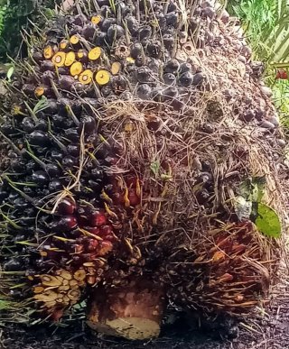 HR Minyak Sawit Mentah Naik Tipis Sebesar USD 0,14 di November 2025