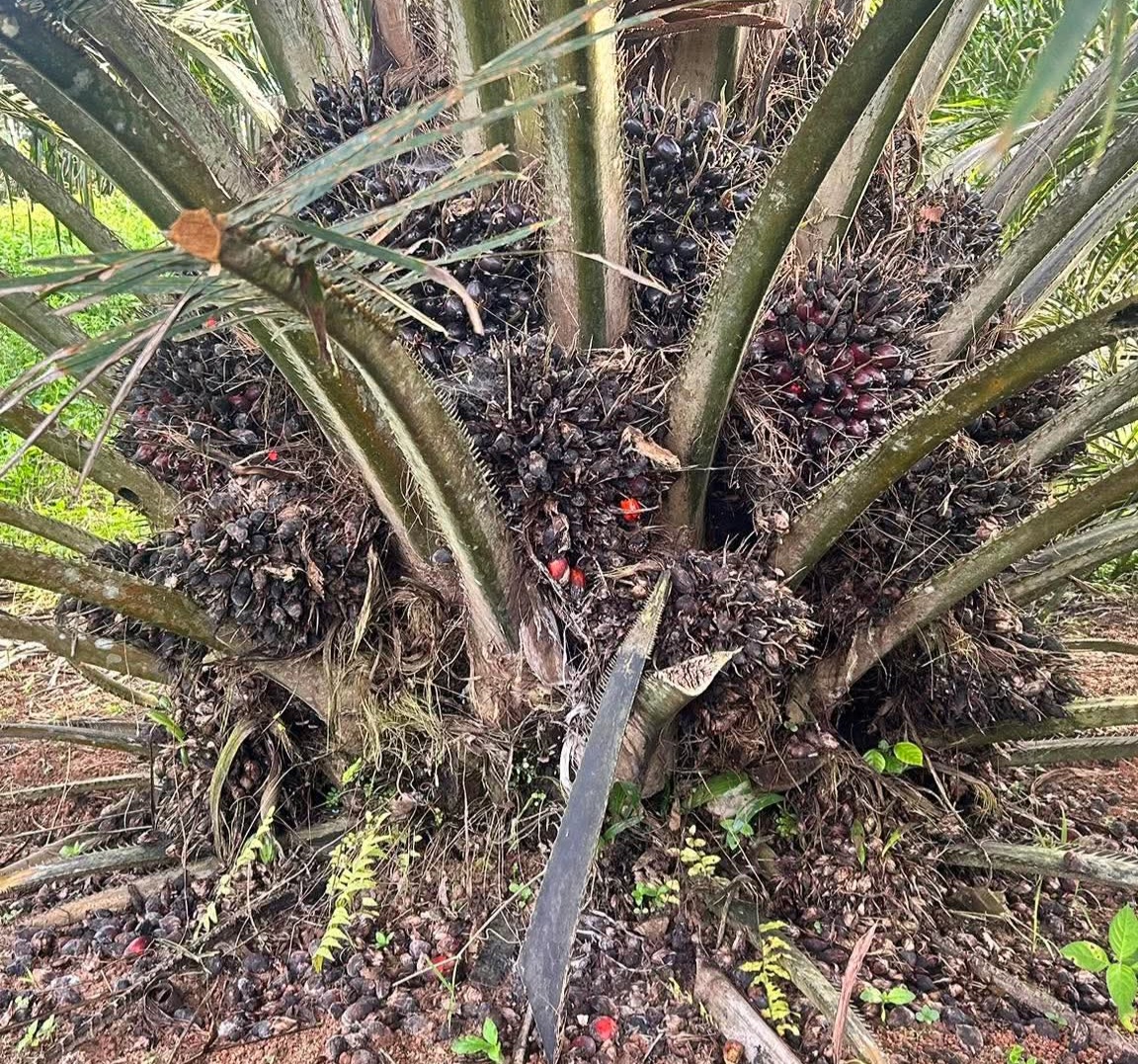 Emiten Sawit Dihantui Risiko Besar, Saham Berpotensi Goyang Tahun Depan