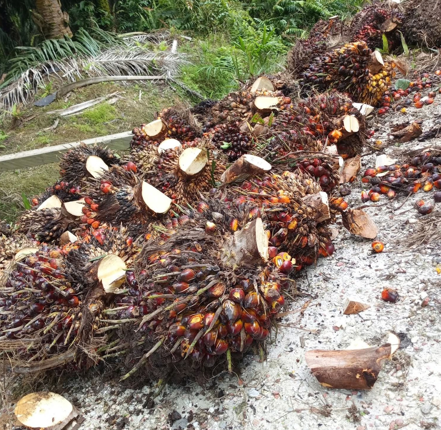 Jalan Berliku Haga CPO Sepanjang 2025