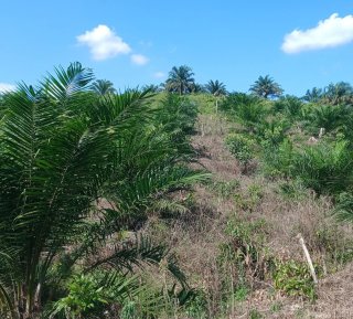 Emas Hijau Berkembang Pesat di Jabar Tapi Bukan Kelapa Sawit Rakyat