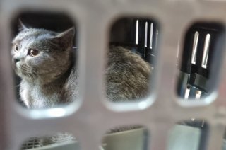 Arus Mudik Lebaran, Pengiriman Hewan Peliharaan Via KAI Logistik Meningkat