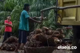 Harga TBS Sawit Penetapan Disbun Riau Makin Tertinggal