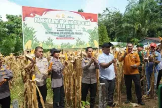 Bupati dan Kapolres Rohul Panen Raya Jagung Serentak Dukung KPN