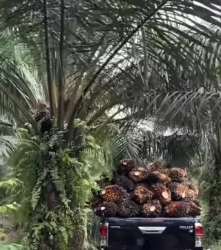 Di Sumatera Barat Harga TBS Sawit periode 8-14 September 2025 Dibanderol Rp3.707,70 per kilogram