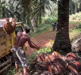 Perusahaan Sawit Ini Teken MoU Dorong Kesejahteraan Petani Sawit Labuhanbatu
