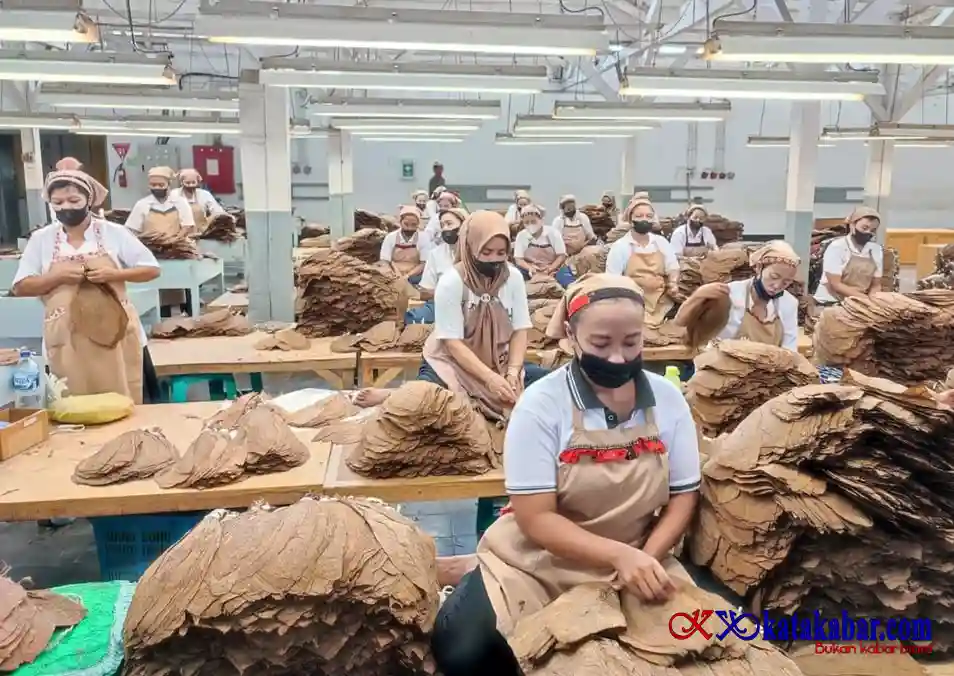 Perkokoh Daya Saing Global, Tembakau Premium PTPN I Andalan Industri Cerutu Dunia