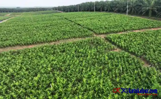 PTPN IV PalmCo Akselerasi Peremajaan Sawit Petani di Riau Perkuat Penerapan Program B50