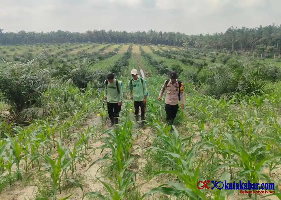 Merawat Tanaman Ketapang Bersama Poktan: AKP I Made: Jagung Pipil Tumbuh Presisi di Bathin Betuah