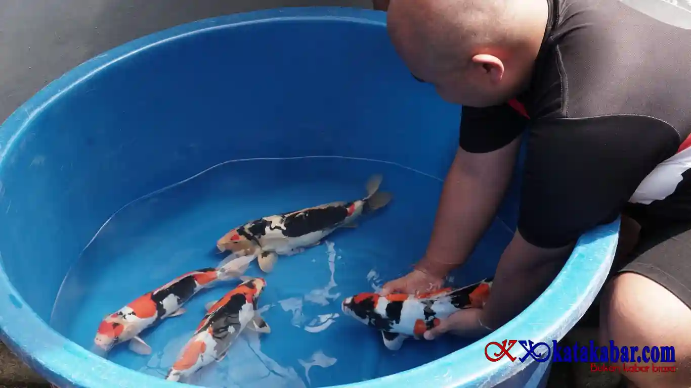 Breeder Doitsu Showa Terbesar ke 2 di Dunia