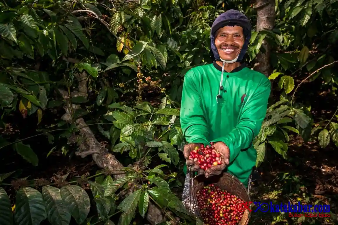 Kebun Kopi Ijen, Warisan yang Terus Menghidupi