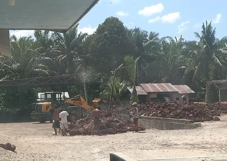 Petani Sawit Swadaya  Keluhkan Pupuk Mahal, Ini Anjuran Pemkab Pelalawan