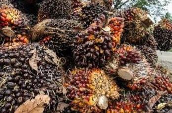 Lantaran Harga TBS Sawit Turun, Hewan Kurban Berkurang di Ujung Gading