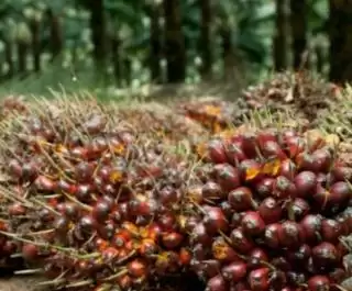 Petani Sumringah di Jambi, Harga TBS Kelapa Sawit Berturut-turut Naik