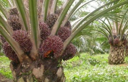 Bukan Main, Petani Riang Kebun Sawit Sudah Mulai Panen Walau Harga Rendah