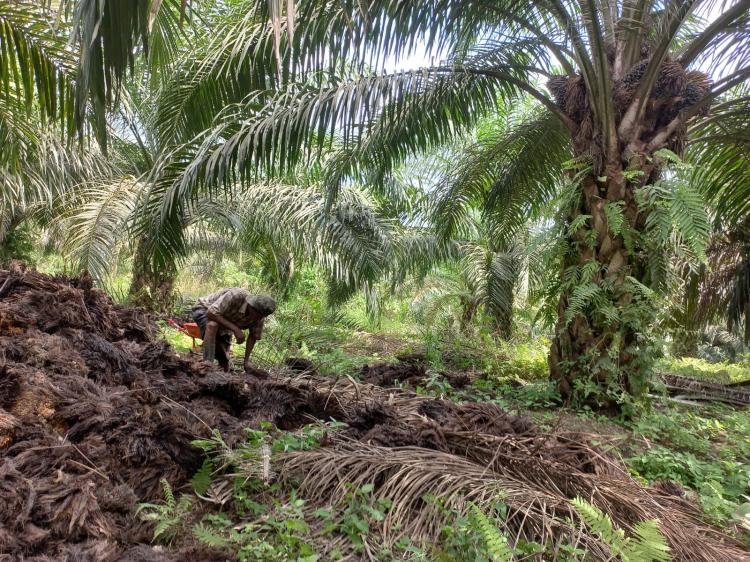 Petani Sawit 'Tanah Rencong' Desak Cangkang Jadi Nilai Tambah Harga TBS