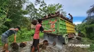 Tak Perlu Takut FFA Naik, Sudah Ada Alat ini