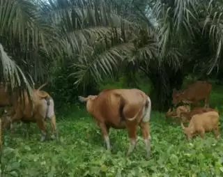 Tentang Pekebun dan Integrasi Kebun Sawit-Sapi di Kampung Melayu