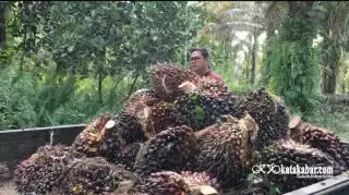Cerita Petani Sawit Milenial Pekanbaru