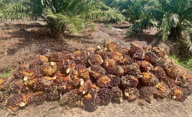 Kolaborasi Semua Pihak Dibutuhkan Demi Wujudkan Keberlanjutan Sawit Nusantara