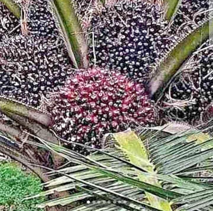 Naik Dari Pekan Lalu, Harga Sawit Dibandrol Rp2.303,28 Per Kilogram di Kalbar