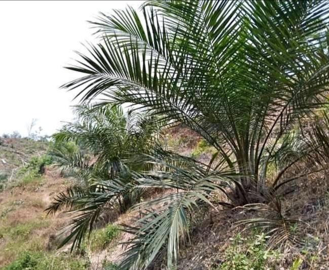 Sisi Hulu Pemuliaan Kelapa Sawit Terus Dikembangkan