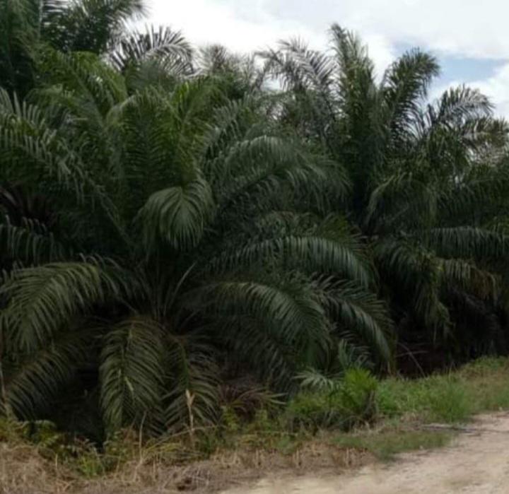 Petani Sawit Mulai Kesulitan Bayar Uang Sekolah, Ini Respon Gubernur Bengkulu