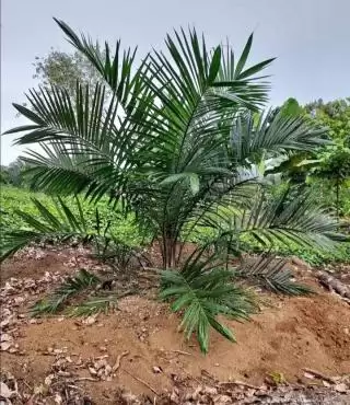 Melemah 0,39 persen, Harga CPO Rp10.831,67 Per Kilogram di Riau