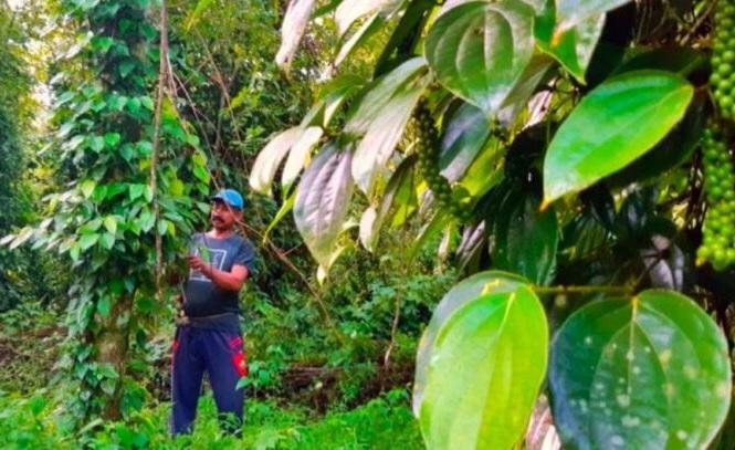 Terlanjur Berkebun Sawit di Kawasan Hutan, 600 Petani Daftar Program Perhutanan Sosial