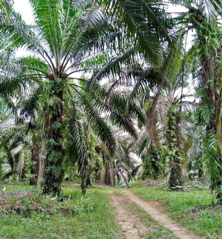 Bengkulu Selatan Memanggil Investor Sawit Pintu Terbuka Lebar